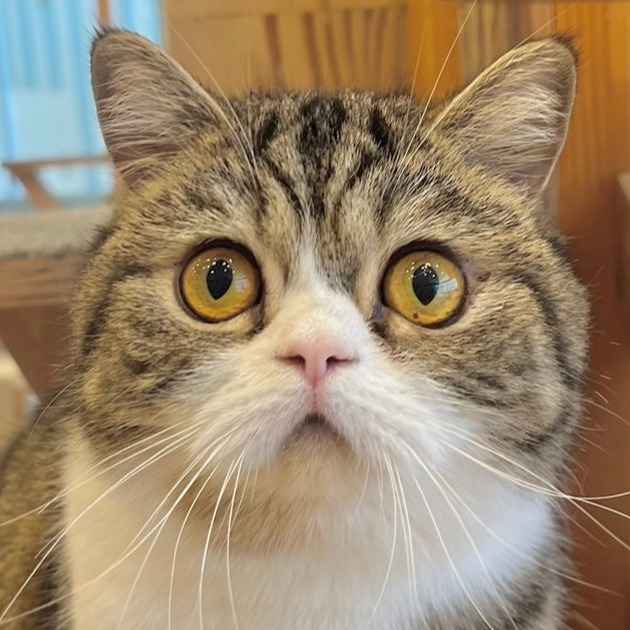 ぼんじり